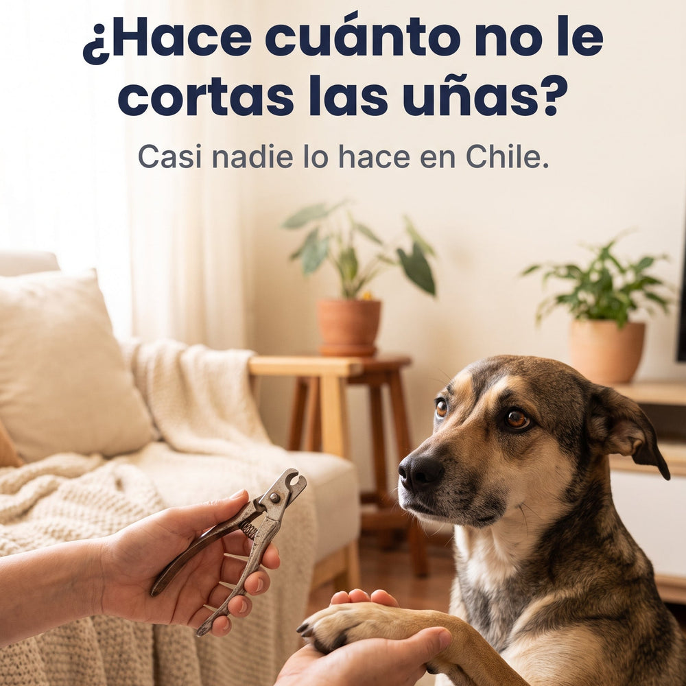 ¿Hace cuánto no le cortas las uñas?